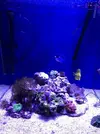 [TodoMarino.com] Vendo Flavens y Hepatus - Madrid