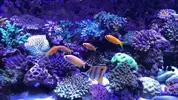 [TodoMarino.com] Desmontaje Anilao Reef - Madrid
