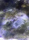 [TodoMarino.com] Plaga de algas filamentosas y marrones