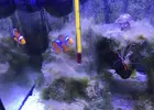[TodoMarino.com] Plaga de algas filamentosas y marrones