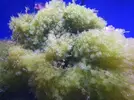 [TodoMarino.com] Que tipo de alga es esta?