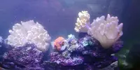 [TodoMarino.com] Regalo corales Lobophyton