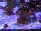 [TodoMarino.com] Zoanthus premium y un esqueje de blastomussa - Valencia