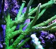 [TodoMarino.com] Vendo acrópora Staghorn 3 puntas verde, Terrassa, Vallès - Terrassa, Vallès...