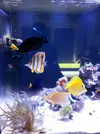 [TodoMarino.com] Halichoeres marginatus