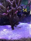 [TodoMarino.com] Venta de esquejes, montipora roja, montipora morada. Milka, echinata.ARROYOMOLINOS (MADRID)