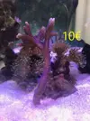 [TodoMarino.com] Venta de esquejes, montipora roja, montipora morada. Milka, echinata.ARROYOMOLINOS (MADRID)