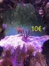 [TodoMarino.com] Venta de esquejes, montipora roja, montipora morada. Milka, echinata.ARROYOMOLINOS (MADRID)