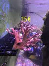 [TodoMarino.com] Venta de esquejes, montipora roja, montipora morada. Milka, echinata.ARROYOMOLINOS (MADRID)
