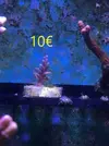[TodoMarino.com] Venta de esquejes, montipora roja, montipora morada. Milka, echinata.ARROYOMOLINOS (MADRID)