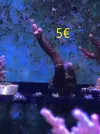 [TodoMarino.com] Venta de esquejes, montipora roja, montipora morada. Milka, echinata.ARROYOMOLINOS (MADRID)