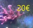 [TodoMarino.com] Venta de esquejes, montipora roja, montipora morada. Milka, echinata.ARROYOMOLINOS (MADRID)
