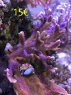 [TodoMarino.com] Venta de esquejes, montipora roja, montipora morada. Milka, echinata.ARROYOMOLINOS (MADRID)