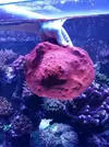 [TodoMarino.com] Vendo echinophyllia lamellosa - Valencia