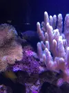 [TodoMarino.com] Halichoeres marginatus