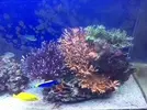 [TodoMarino.com] Vendo corales (montiporas, zoos, sarco, euphilia) - El Prat, (Barcelona)