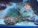 [TodoMarino.com] Vendo corales (montiporas, zoos, sarco, euphilia) - El Prat, (Barcelona)