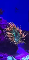 [TodoMarino.com] Cambio anemona cuadricolor naranja- verde por una de otro color.