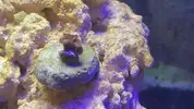 [TodoMarino.com] Identificar zoanthus