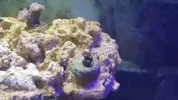 [TodoMarino.com] Identificar zoanthus