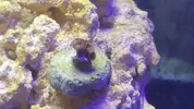 [TodoMarino.com] Identificar zoanthus