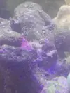 [TodoMarino.com] Identificar ¿Plaga?