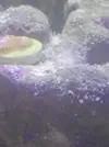 [TodoMarino.com] Identificar ¿Plaga?