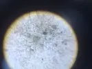 [TodoMarino.com] Plaga de algas filamentosas y marrones