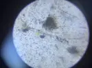 [TodoMarino.com] Plaga de algas filamentosas y marrones