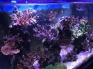 [TodoMarino.com] Acuario 230litros + 70l sump