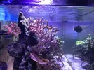 [TodoMarino.com] Acuario 230litros + 70l sump