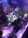 [TodoMarino.com] Acuario 230litros + 70l sump