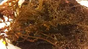 [TodoMarino.com] Opinión alga atlántica