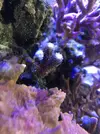 [TodoMarino.com] Venta de esquejes, montipora roja, montipora morada. Milka, echinata.ARROYOMOLINOS (MADRID)