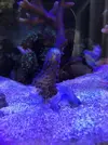 [TodoMarino.com] Venta de esquejes, montipora roja, montipora morada. Milka, echinata.ARROYOMOLINOS (MADRID)