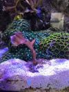 [TodoMarino.com] Venta de esquejes, montipora roja, montipora morada. Milka, echinata.ARROYOMOLINOS (MADRID)