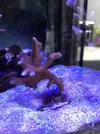 [TodoMarino.com] Venta de esquejes, montipora roja, montipora morada. Milka, echinata.ARROYOMOLINOS (MADRID)