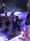 [TodoMarino.com] Venta de esquejes, montipora roja, montipora morada. Milka, echinata.ARROYOMOLINOS (MADRID)