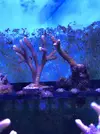 [TodoMarino.com] Venta de esquejes, montipora roja, montipora morada. Milka, echinata.ARROYOMOLINOS (MADRID)