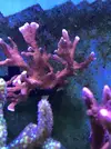 [TodoMarino.com] Venta de esquejes, montipora roja, montipora morada. Milka, echinata.ARROYOMOLINOS (MADRID)