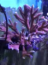 [TodoMarino.com] Venta de esquejes, montipora roja, montipora morada. Milka, echinata.ARROYOMOLINOS (MADRID)