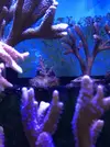 [TodoMarino.com] Venta de esquejes, montipora roja, montipora morada. Milka, echinata.ARROYOMOLINOS (MADRID)