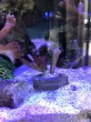[TodoMarino.com] Regalo esquejes pequeños de montipora digitata- MADRID