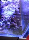 [TodoMarino.com] Regalo esquejes pequeños de montipora digitata- MADRID