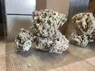 [TodoMarino.com] Ventino's reef