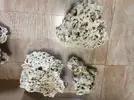[TodoMarino.com] Ventino's reef
