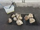 [TodoMarino.com] Ventino's reef