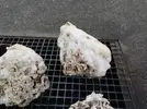 [TodoMarino.com] Ventino's reef