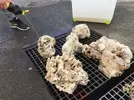 [TodoMarino.com] Ventino's reef