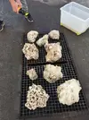 [TodoMarino.com] Ventino's reef